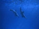 Dolphins, Southern Red Sea
